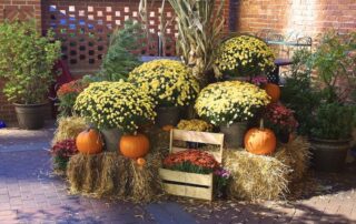 Fall plants and pumpkins